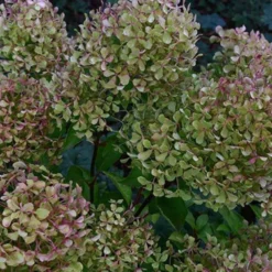Rispenhortensie Romantic Ace® 'Renvagor' - Blüten von Juli bis November