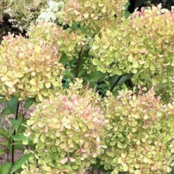 Rispenhortensie Romantic Ace® 'Renvagor' - Blüten von Juli bis November