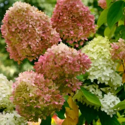 Rispenhortensie Romantic Ace® 'Renvagor' - Blüten von Juli bis November