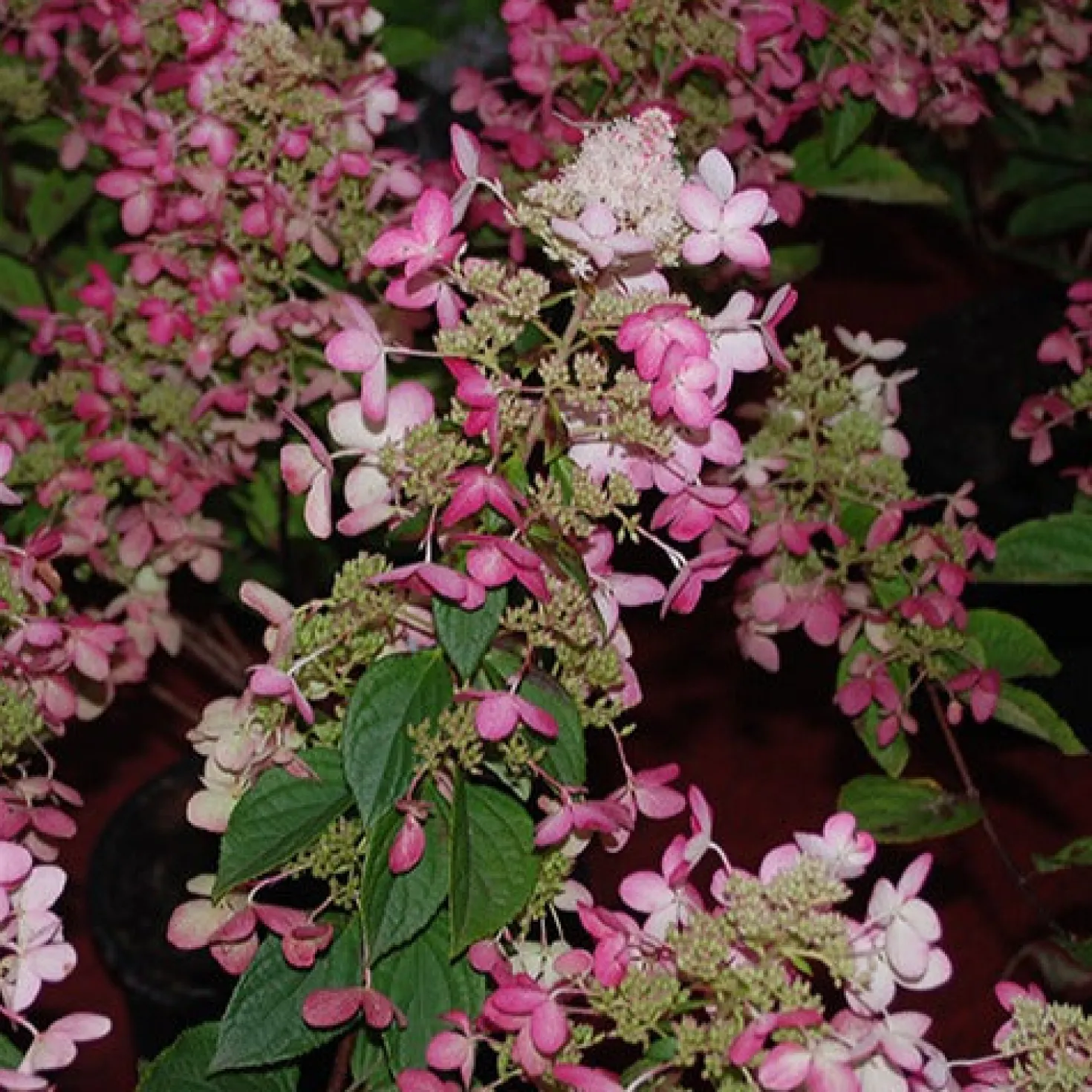 Rispenhortensie Ruby Angels Blush - Blüten die Farbe wechseln