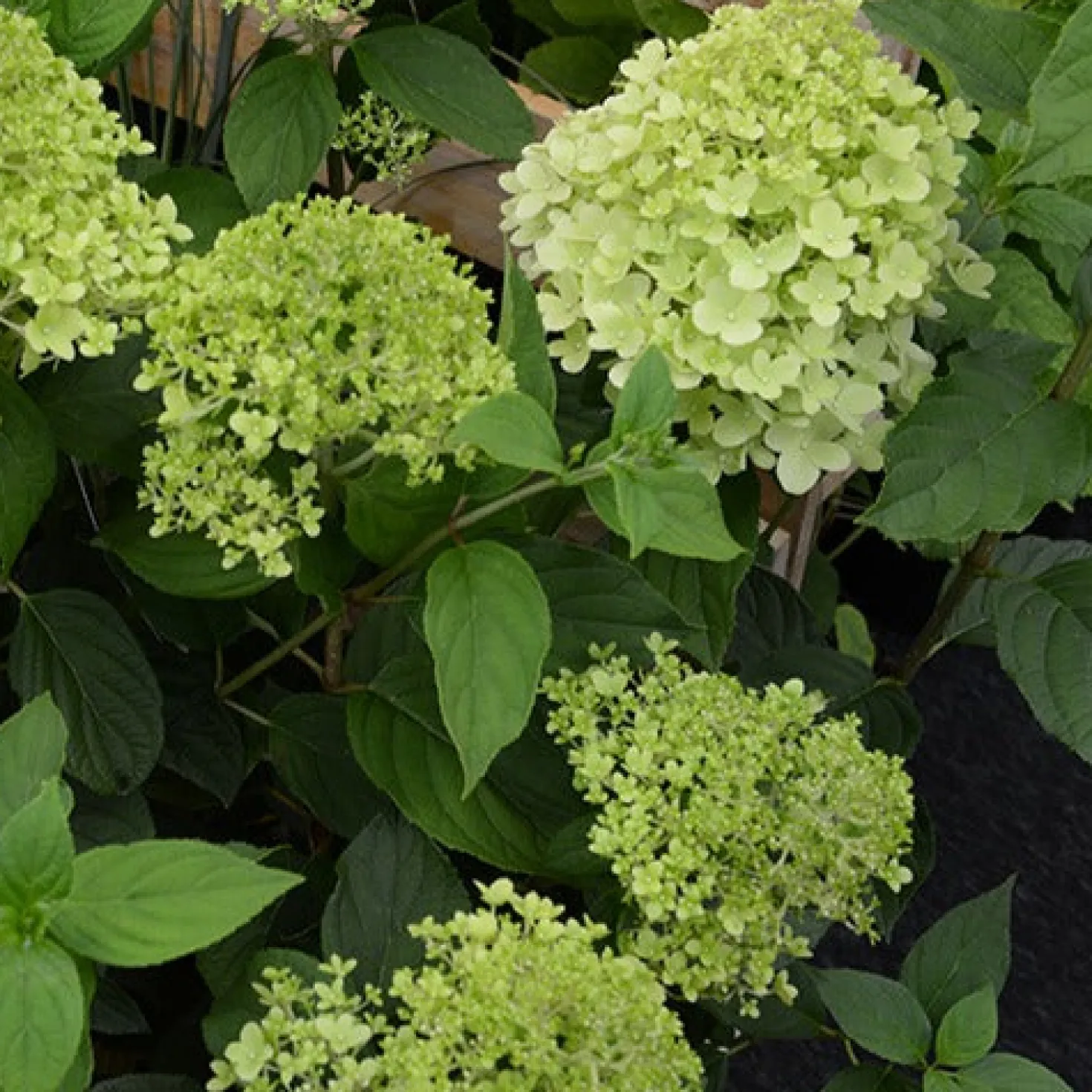 Rispenhortensie Ruby Angels Blush - Blüten die Farbe wechseln