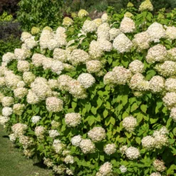Rispenhortensie 'Silver Dollar' - Große Blüten, wenig Aufwand