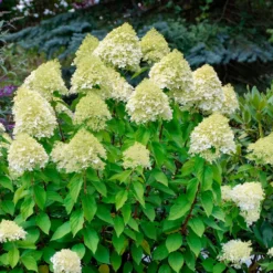 Rispenhortensie 'Silver Dollar' - Große Blüten, wenig Aufwand