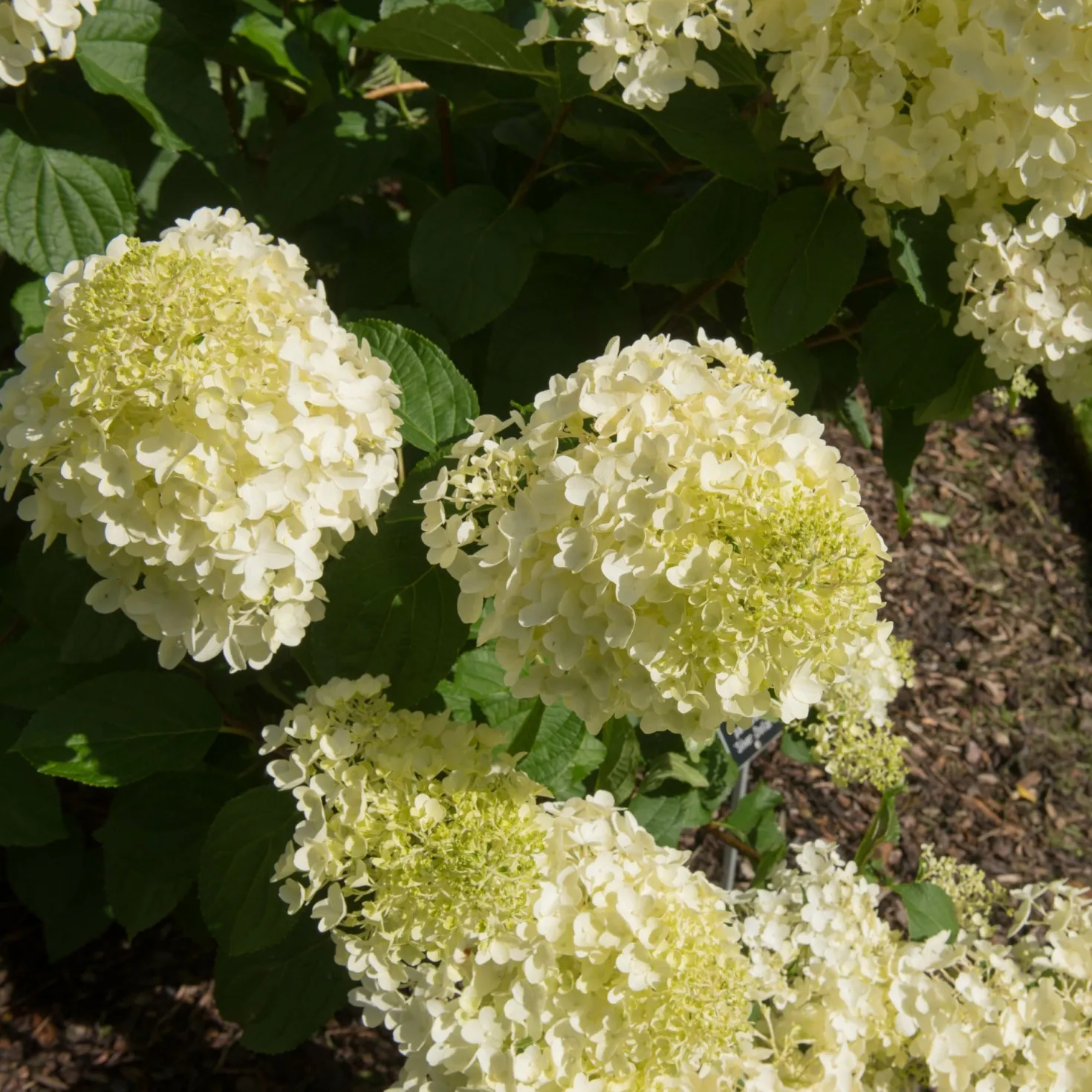 Rispenhortensie 'Silver Dollar' - Große Blüten, wenig Aufwand