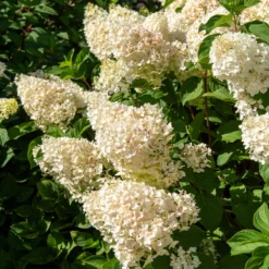 Rispenhortensie 'Silver Dollar' - Große Blüten, wenig Aufwand