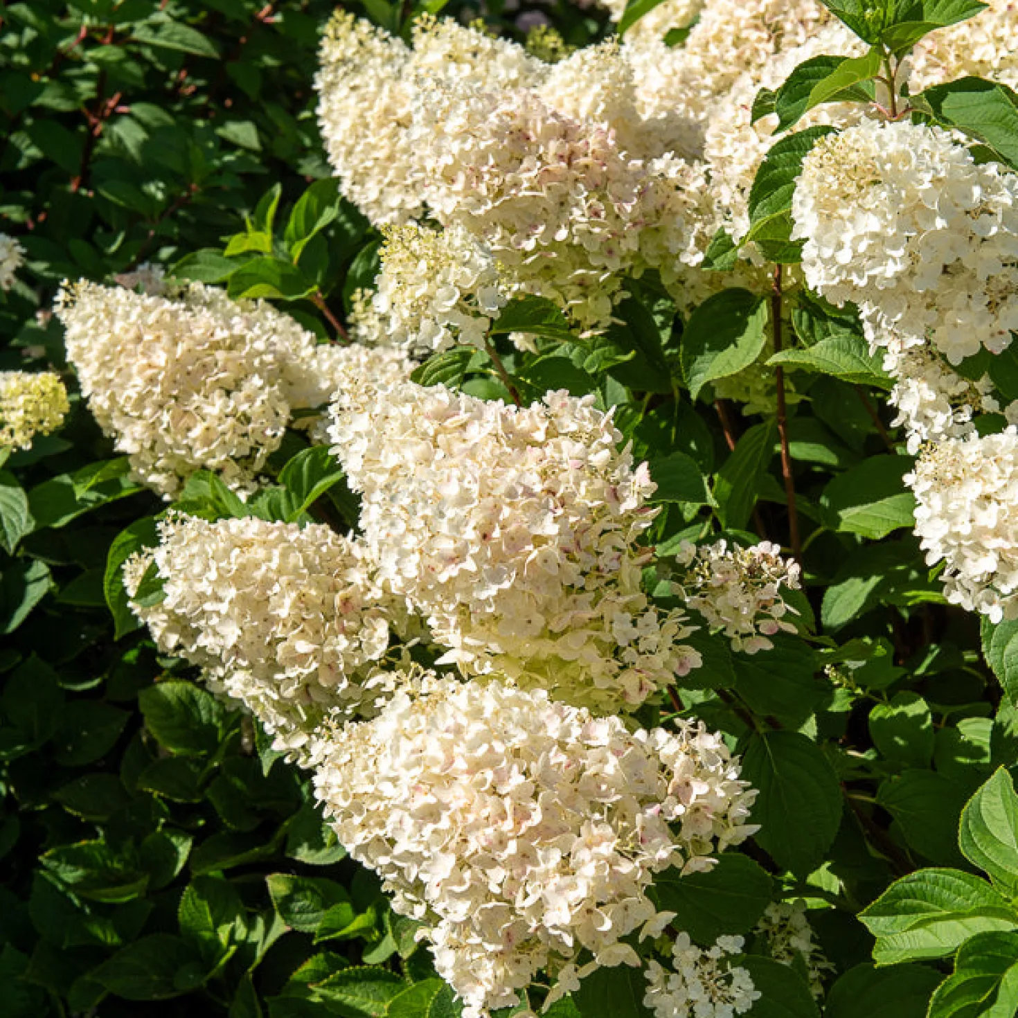 Rispenhortensie 'Silver Dollar' - Große Blüten, wenig Aufwand