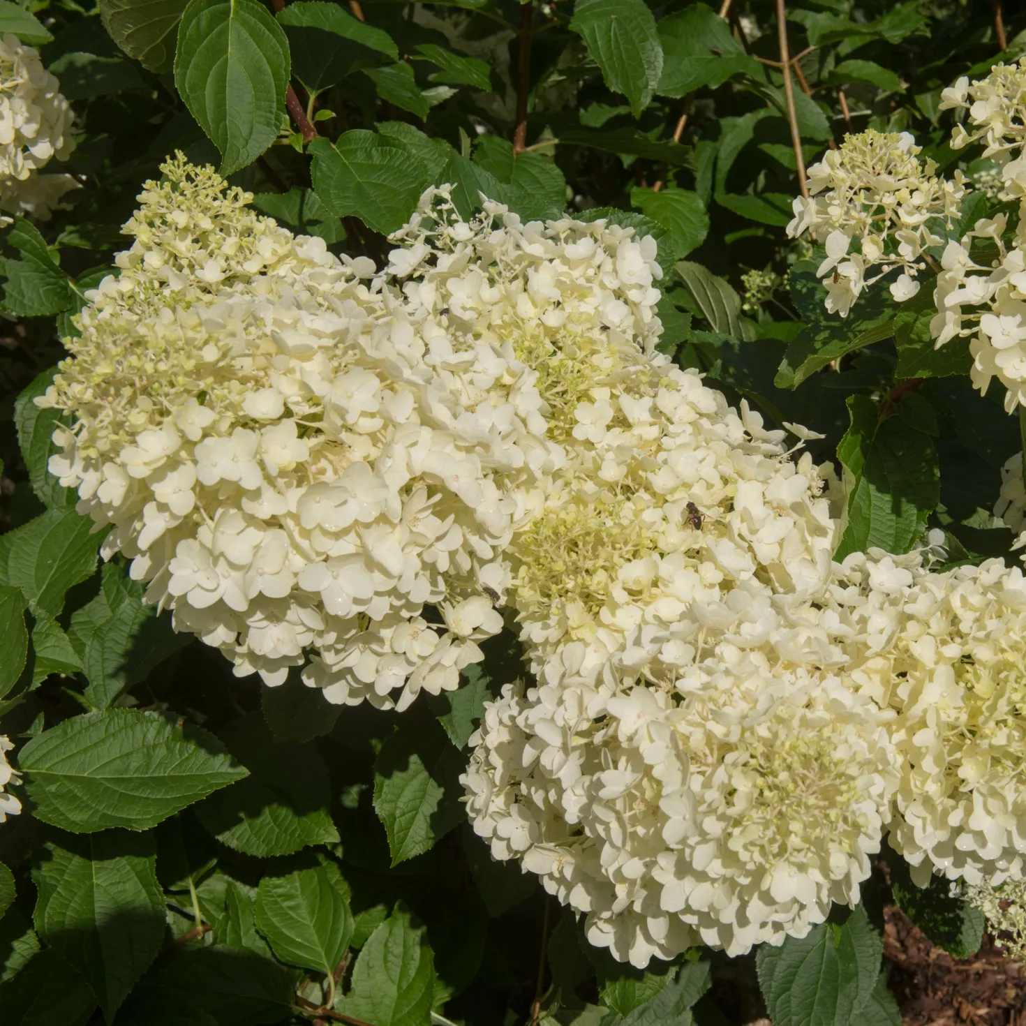 Rispenhortensie 'Silver Dollar' - Große Blüten, wenig Aufwand