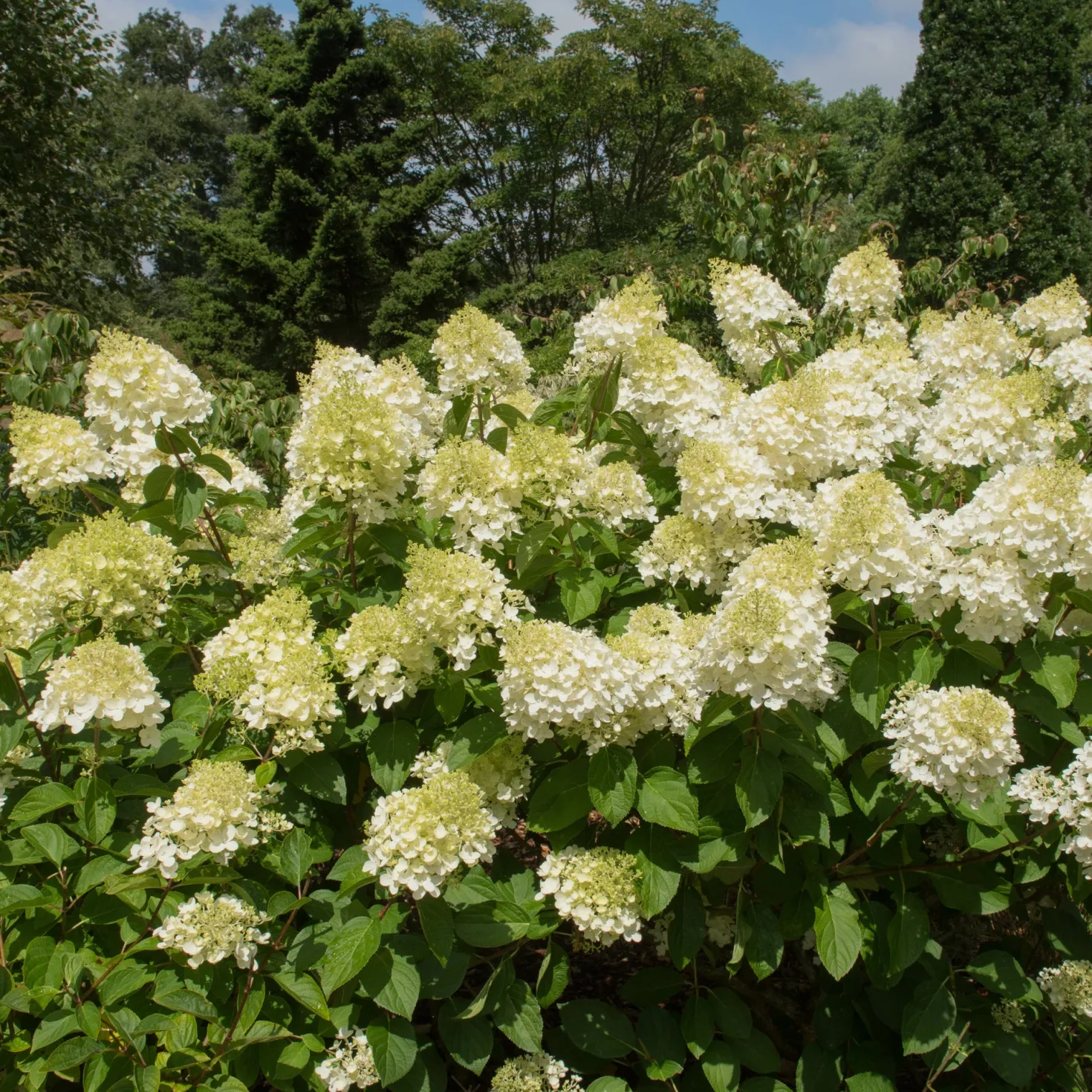 Rispenhortensie 'Silver Dollar' - Große Blüten, wenig Aufwand