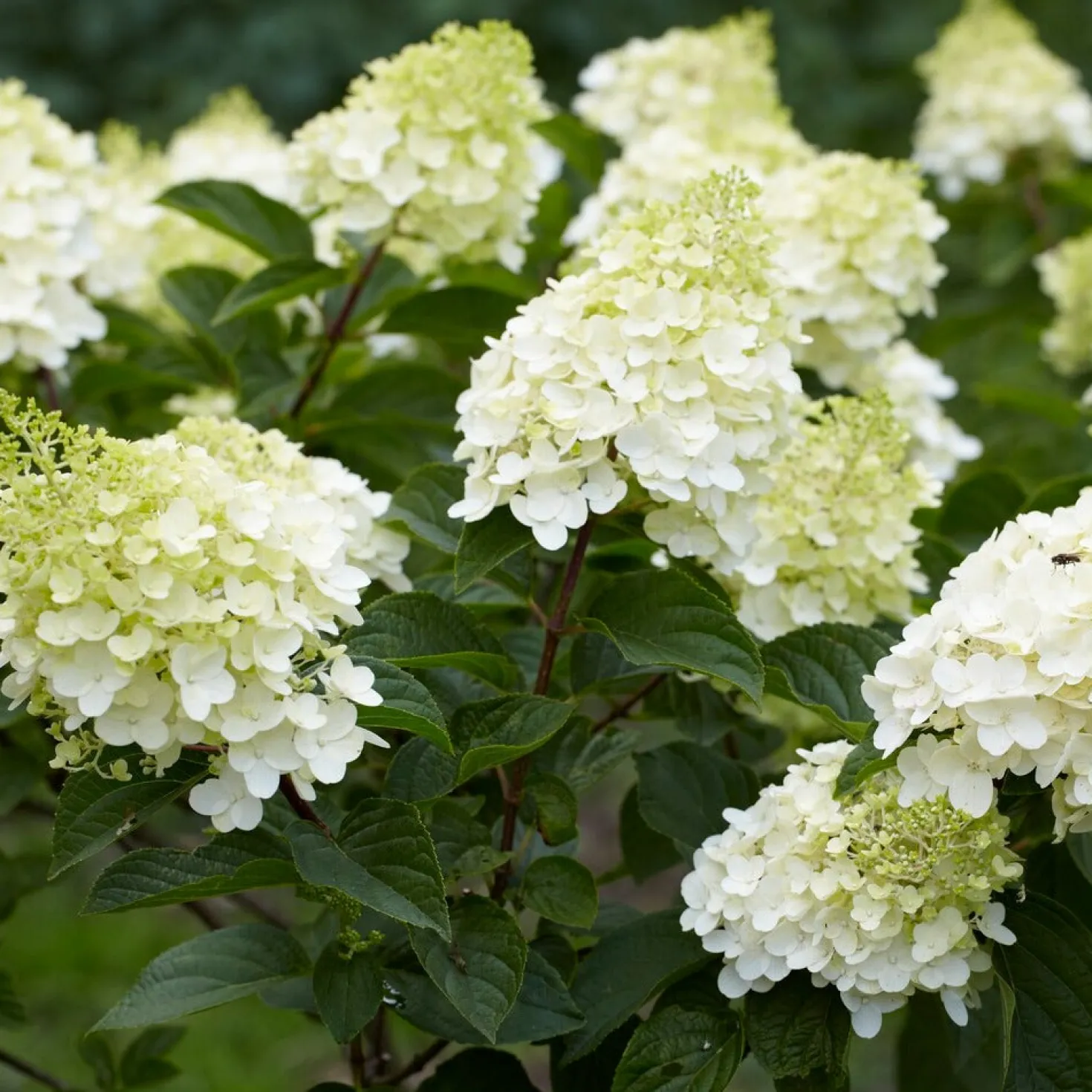 Rispenhortensie 'Silver Dollar' - Große Blüten, wenig Aufwand