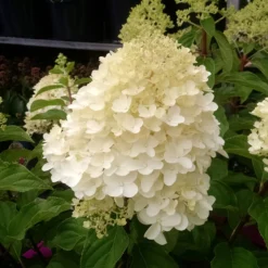 Rispenhortensie 'Silver Dollar' - Große Blüten, wenig Aufwand