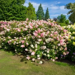 Rispenhortensie Sundae Fraise® Rensun - Weiß bis Erdbeerrosa