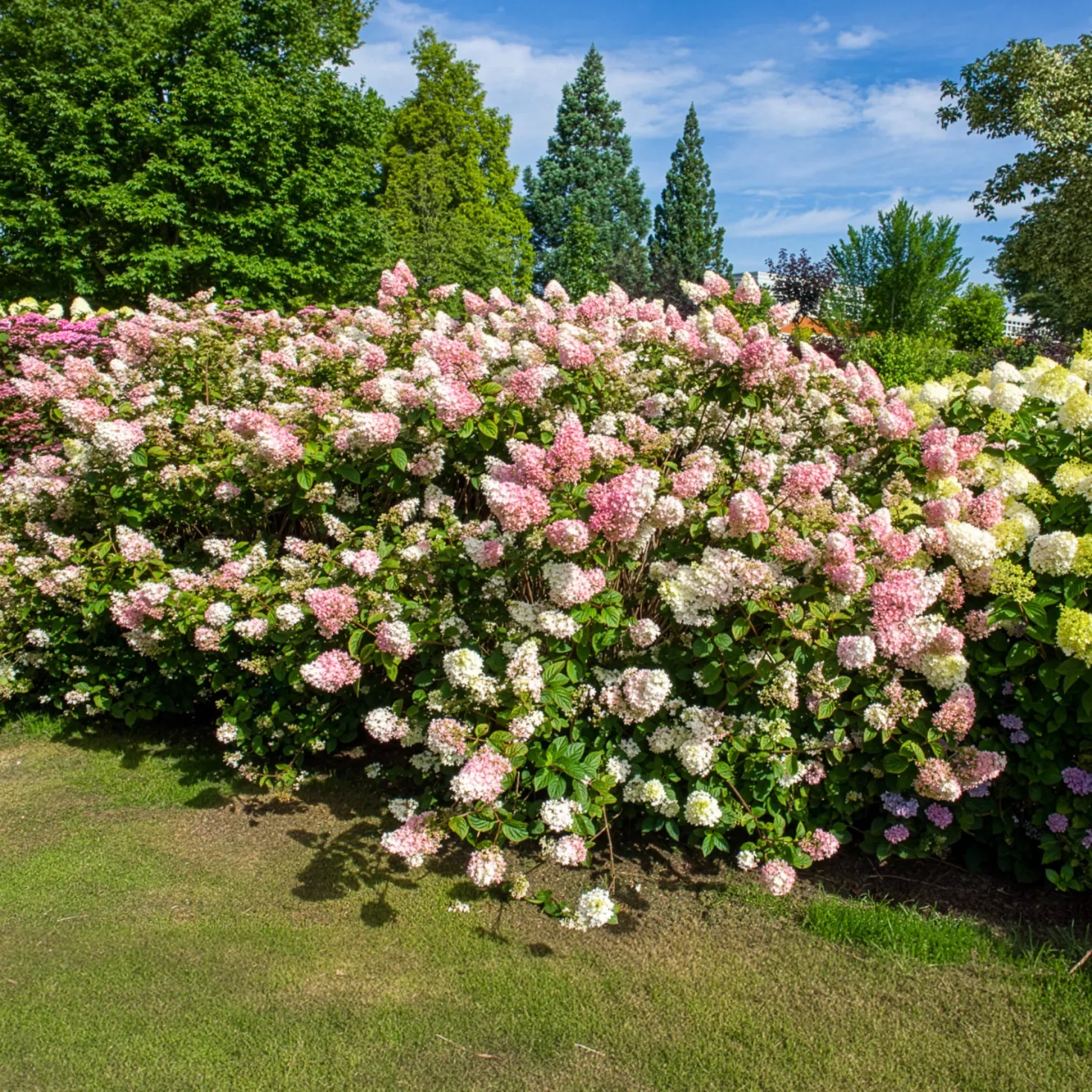 Rispenhortensie Sundae Fraise® Rensun - Weiß bis Erdbeerrosa