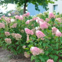 Rispenhortensie Sundae Fraise® Rensun - Weiß bis Erdbeerrosa
