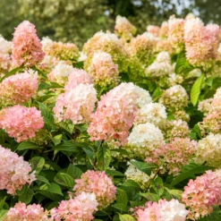 Rispenhortensie Sundae Fraise® Rensun - Weiß bis Erdbeerrosa