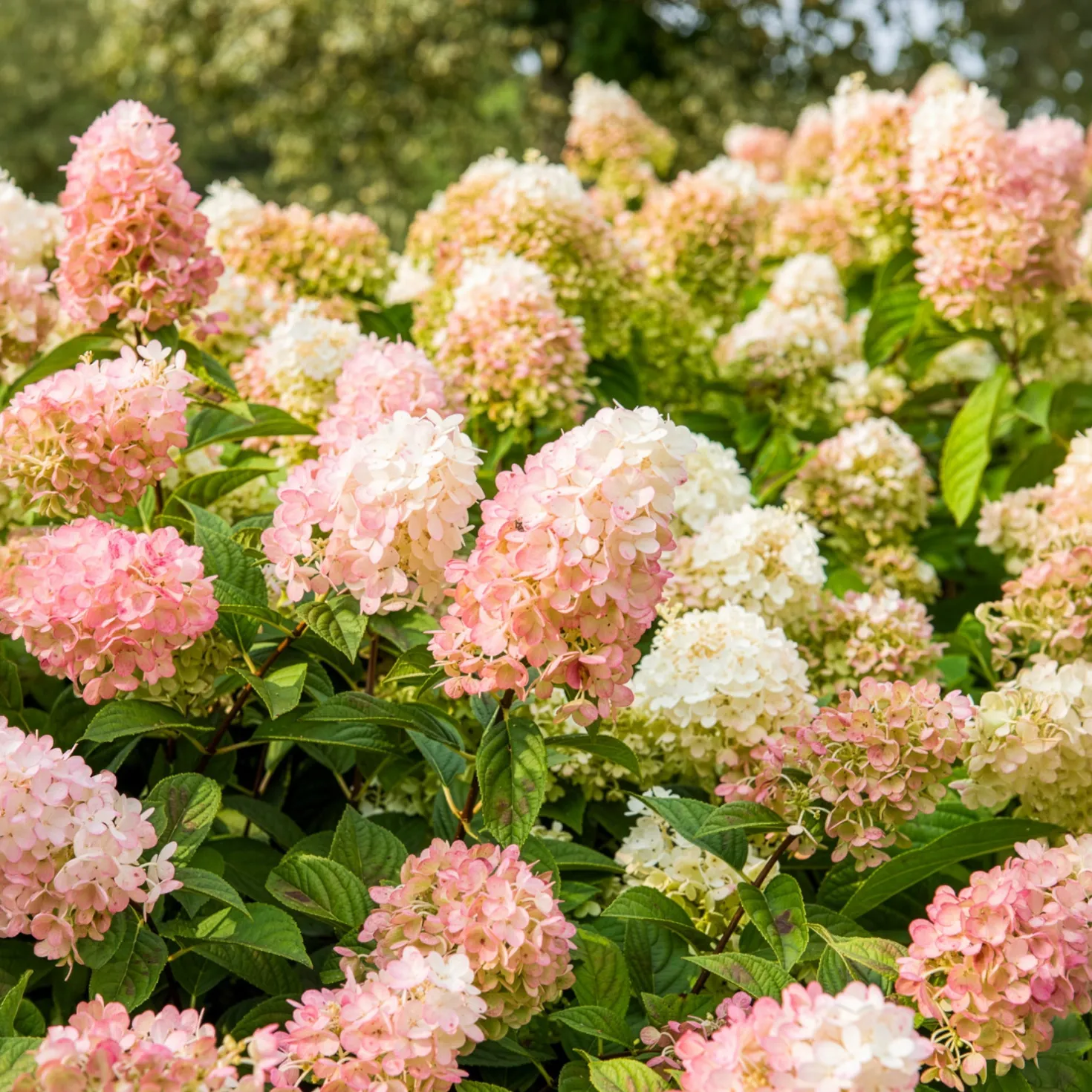 Rispenhortensie Sundae Fraise® Rensun - Weiß bis Erdbeerrosa