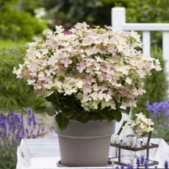 Rispenhortensie 'Switch Ophelia'® - Blüten die die Farbe wechseln
