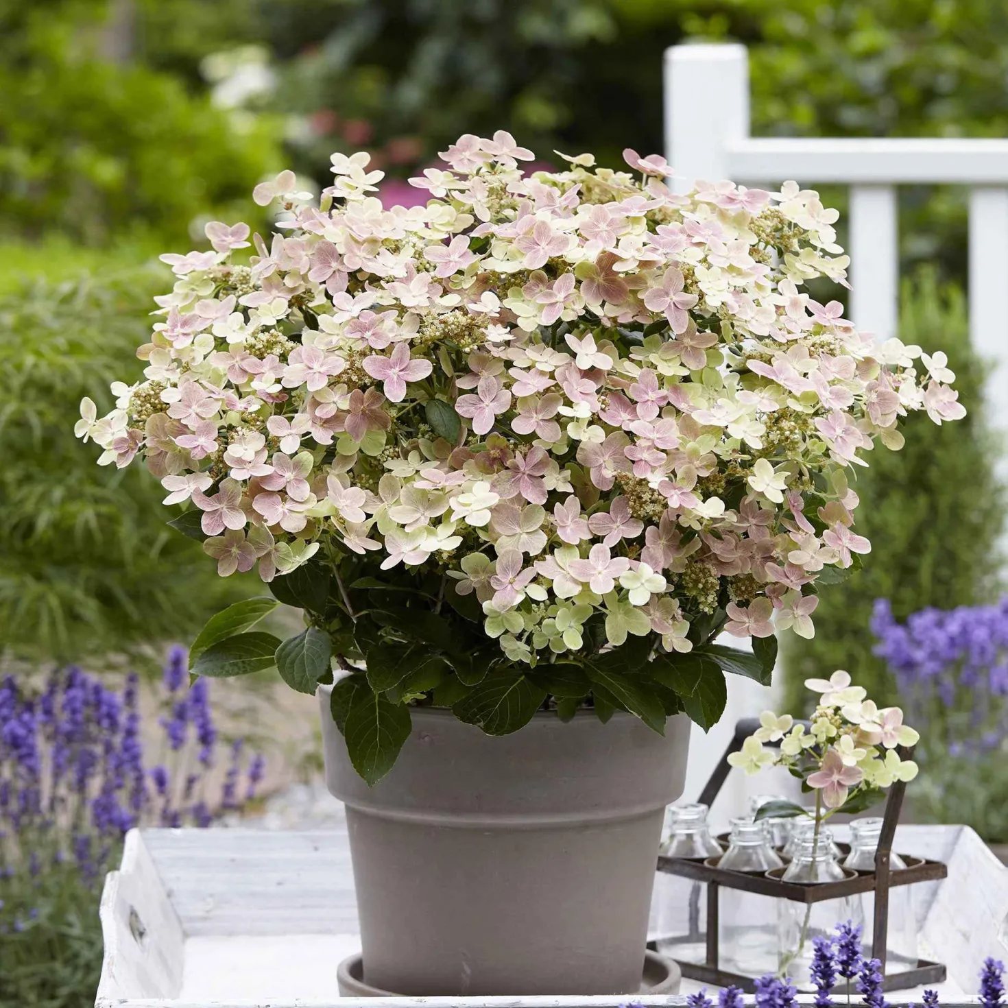Rispenhortensie 'Switch Ophelia'® - Blüten die die Farbe wechseln