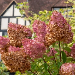 Rispenhortensie 'Vanille Fraise' - Blüten wie Erdbeereis