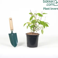 Rispenhortensie 'Vanille Fraise' - Blüten wie Erdbeereis
