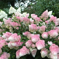 Rispenhortensie 'Vanille Fraise' - Blüten wie Erdbeereis