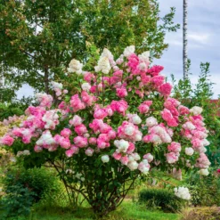 Rispenhortensie 'Vanille Fraise' - Blüten wie Erdbeereis