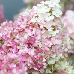 Rispenhortensie 'Vanille Fraise' - Blüten wie Erdbeereis