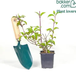 Rispenhortensie 'Vanille Fraise' - Blüten wie Erdbeereis