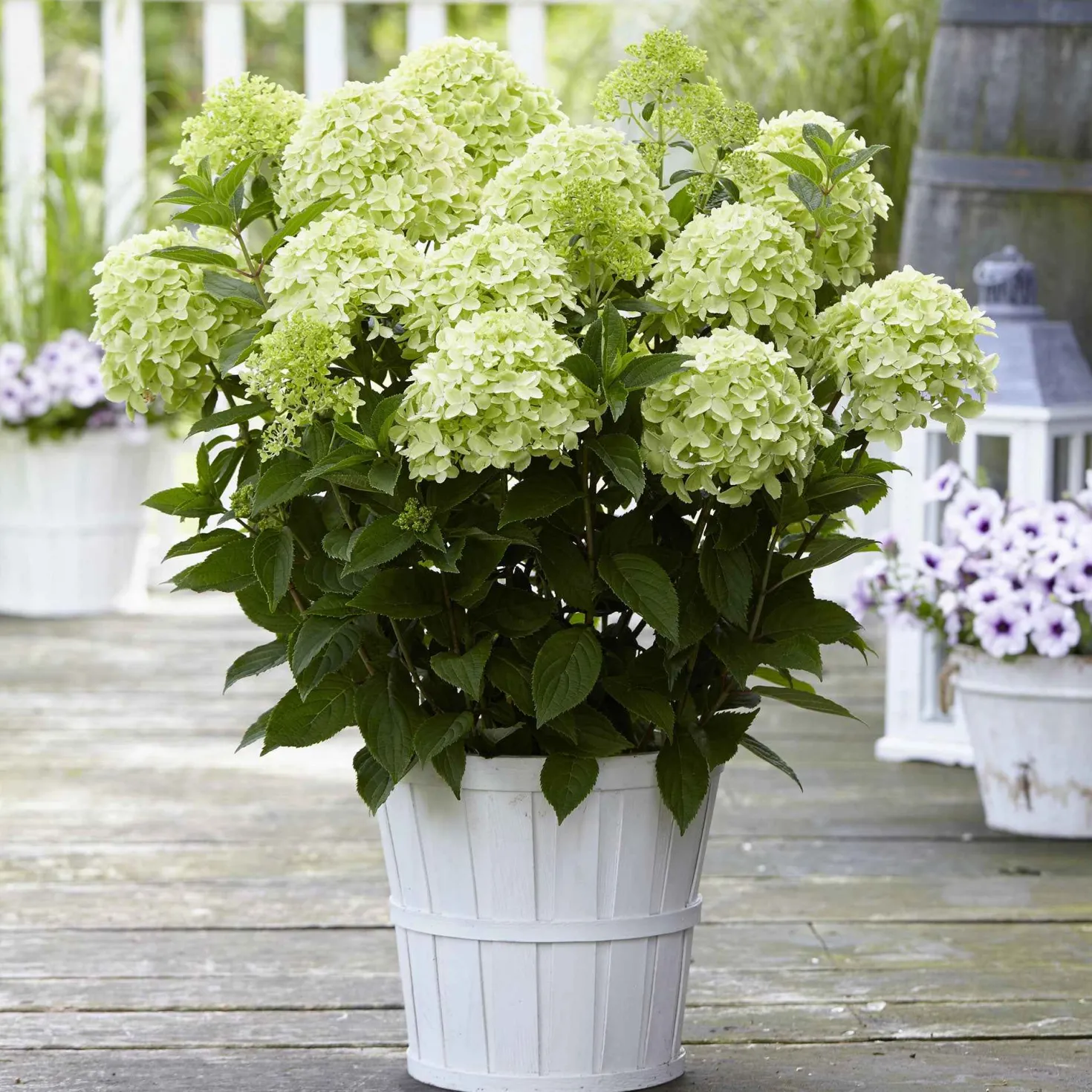 Rispenhortensie 'Whitelight' - Leuchtend weiße Blütenwolken