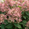 Rispenhortensie ‘Wims Red’ - Blüten, die von Weiß zu Rot wechseln