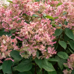 Rispenhortensie ‘Wims Red’ - Blüten, die von Weiß zu Rot wechseln