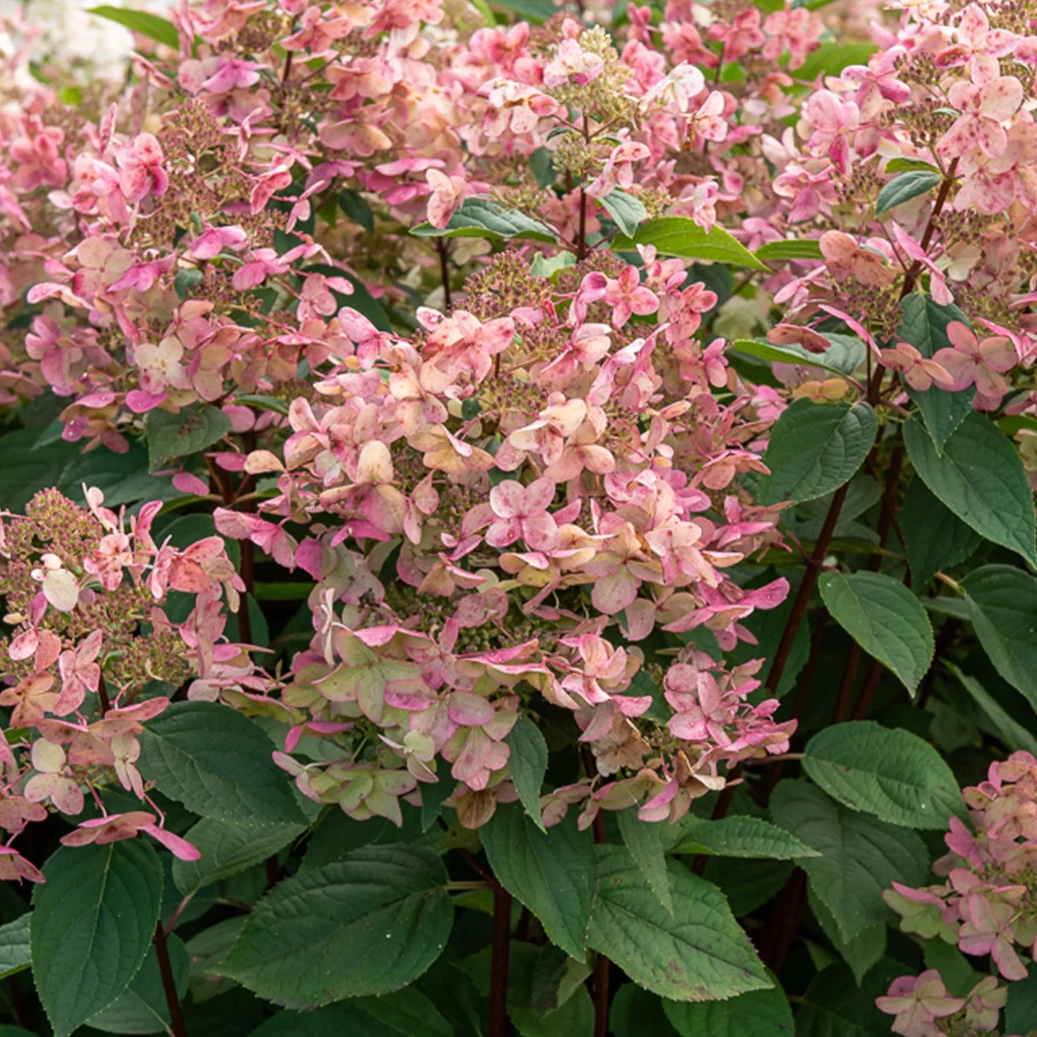Rispenhortensie ‘Wims Red’ - Blüten, die von Weiß zu Rot wechseln