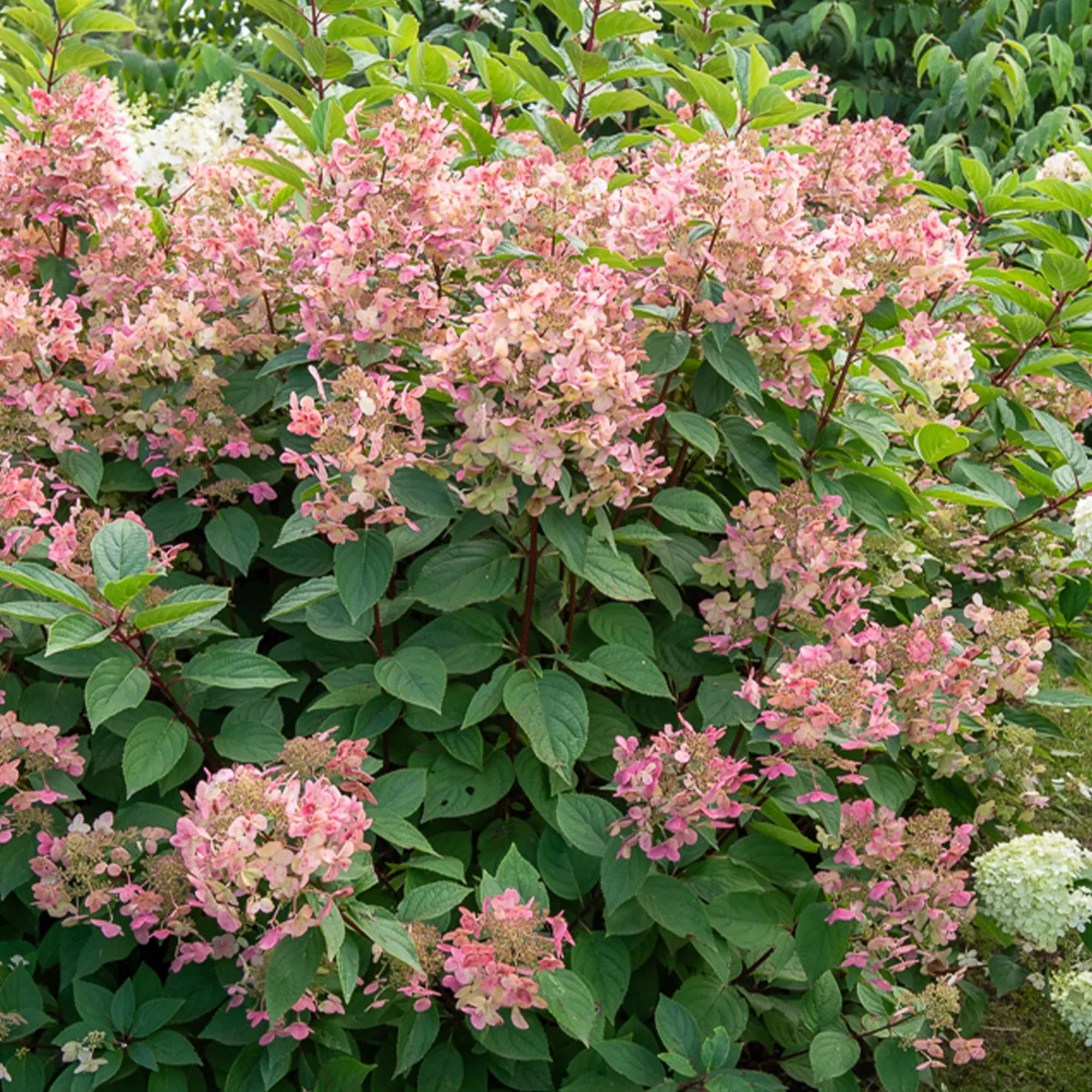 Rispenhortensie ‘Wims Red’ - Blüten, die von Weiß zu Rot wechseln