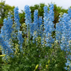 Rittersporn ‘Ciel Bleu’ (x5) - Blaue Blütentürme im Beet