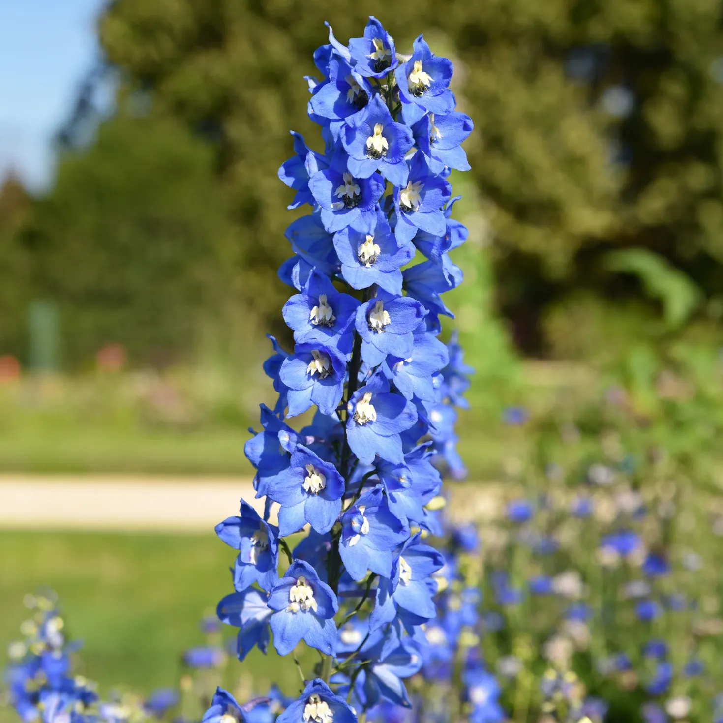 Rittersporn ‘Ciel Bleu’ (x5) - Blaue Blütentürme im Beet