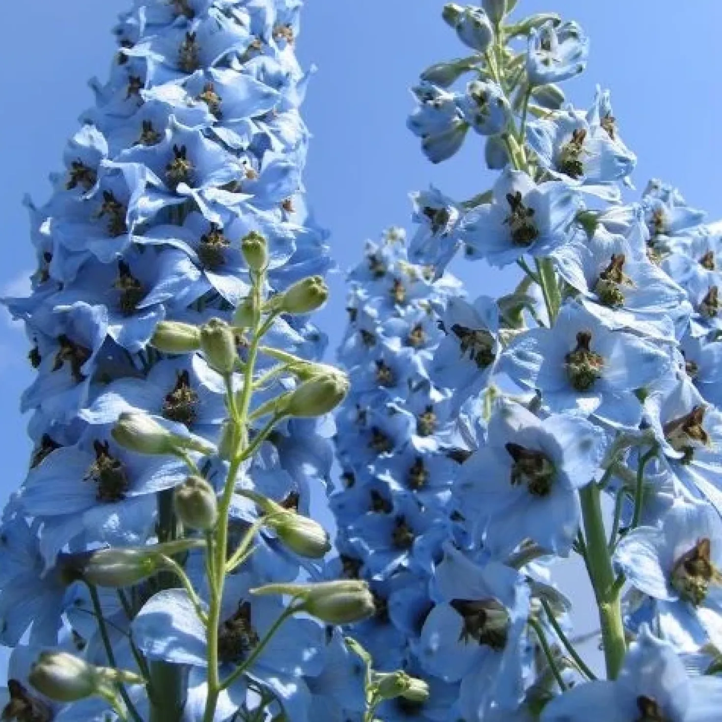 Rittersporn ‘Ciel Bleu’ (x5) - Blaue Blütentürme im Beet