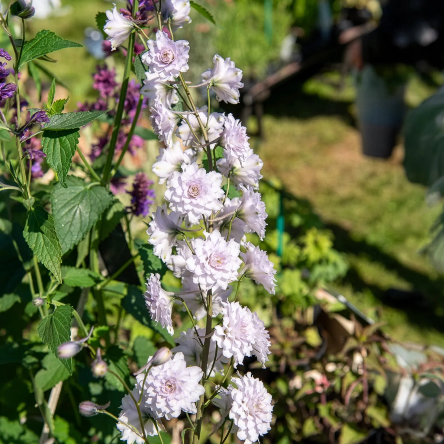 Rittersporn Highlander Cha-Cha - Gefüllte Blüten, echter Wow-Effekt