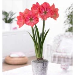 Ritterstern 'Exposure' - Riesenblüten ganz einfach