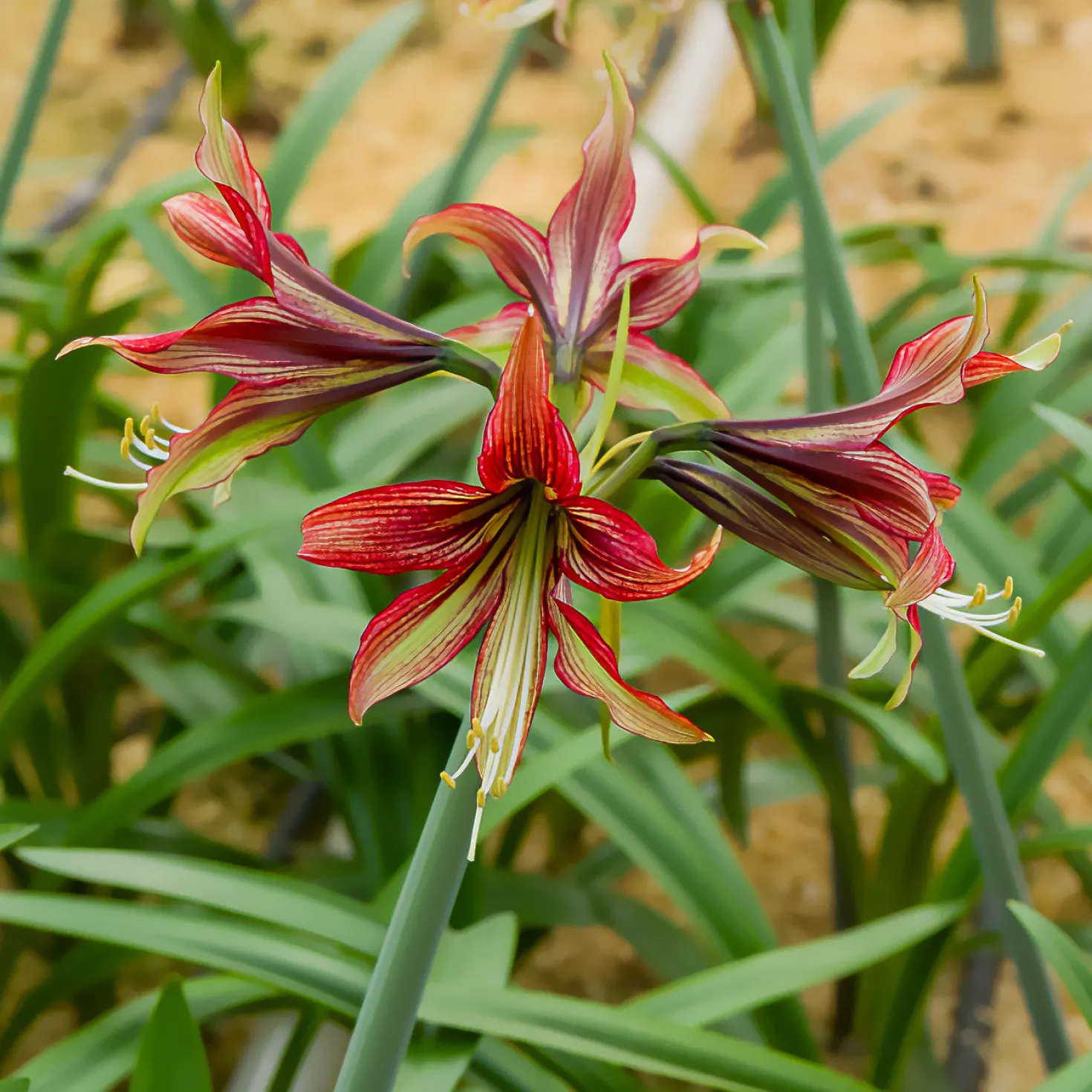 Ritterstern Mystica - Zweifarbige Blüten, mühelos