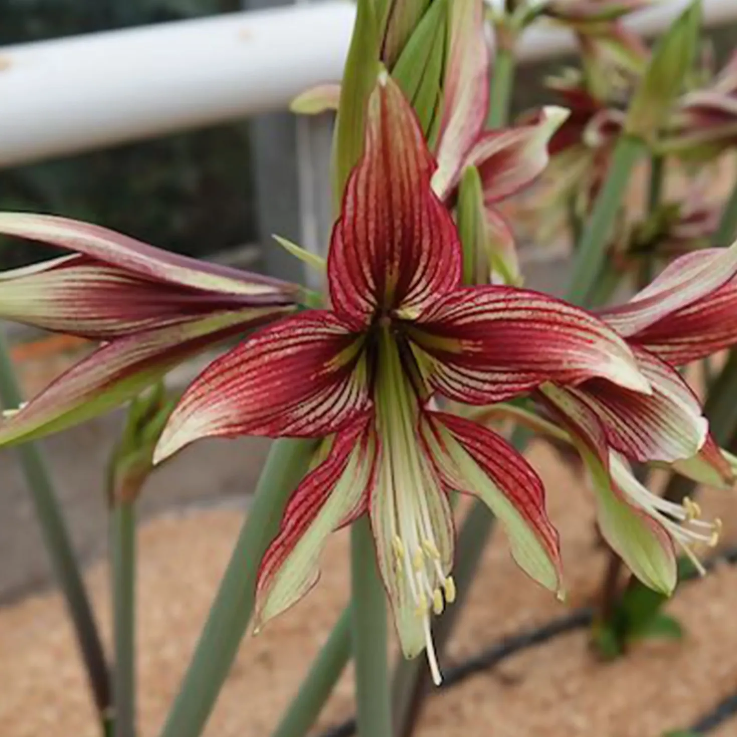 Ritterstern Mystica - Zweifarbige Blüten, mühelos