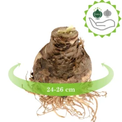 Ritterstern 'White Christmas' - Weiße Blüten zu Weihnachten