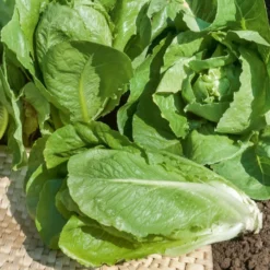 Römersalat ‘Blonde maraichere’ - Knackig direkt vom Beet
