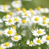 Römische Scheinkamille - Duftteppich für sonnige Beete