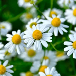 Römische Scheinkamille - Duftteppich für sonnige Beete