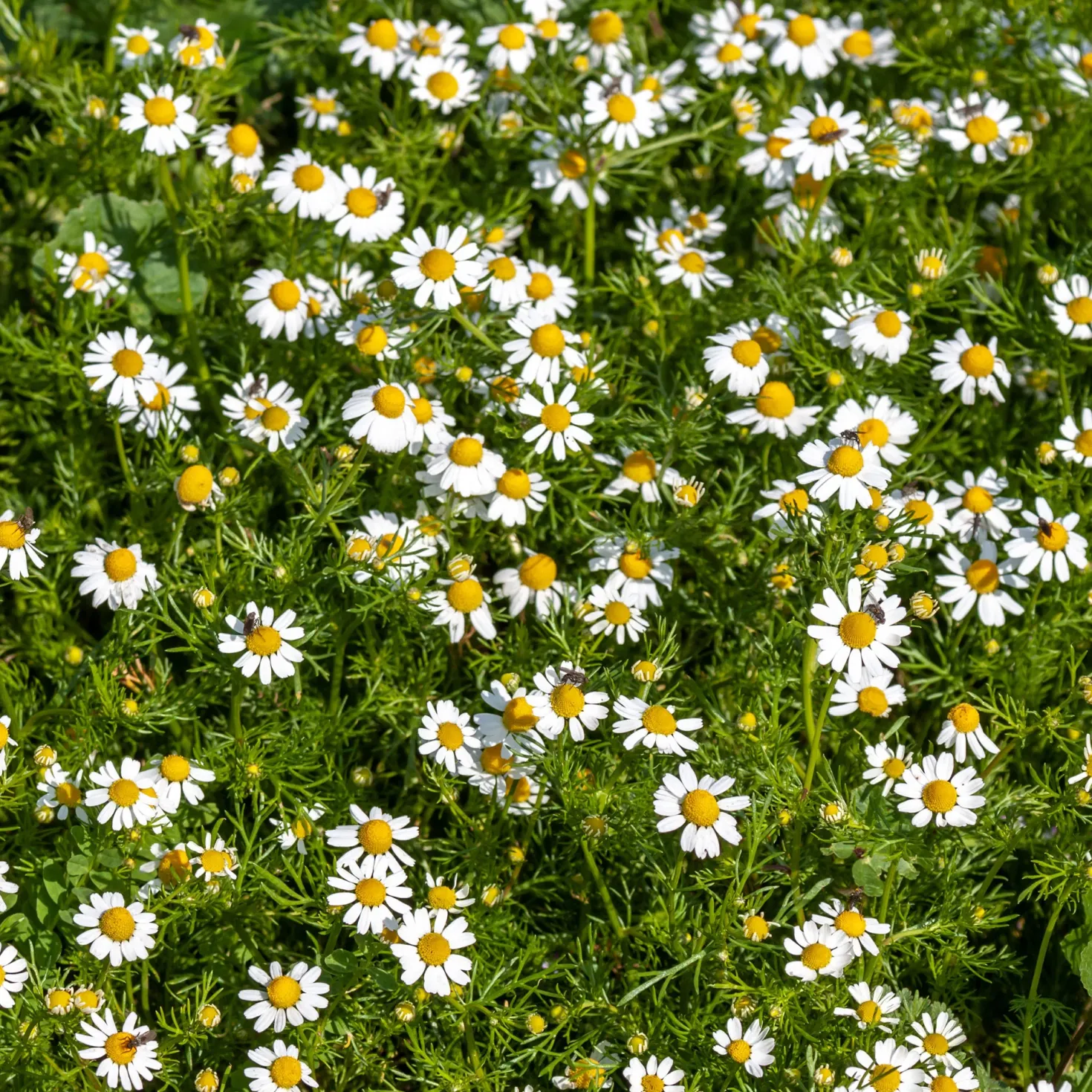 Römische Scheinkamille - Duftteppich für sonnige Beete