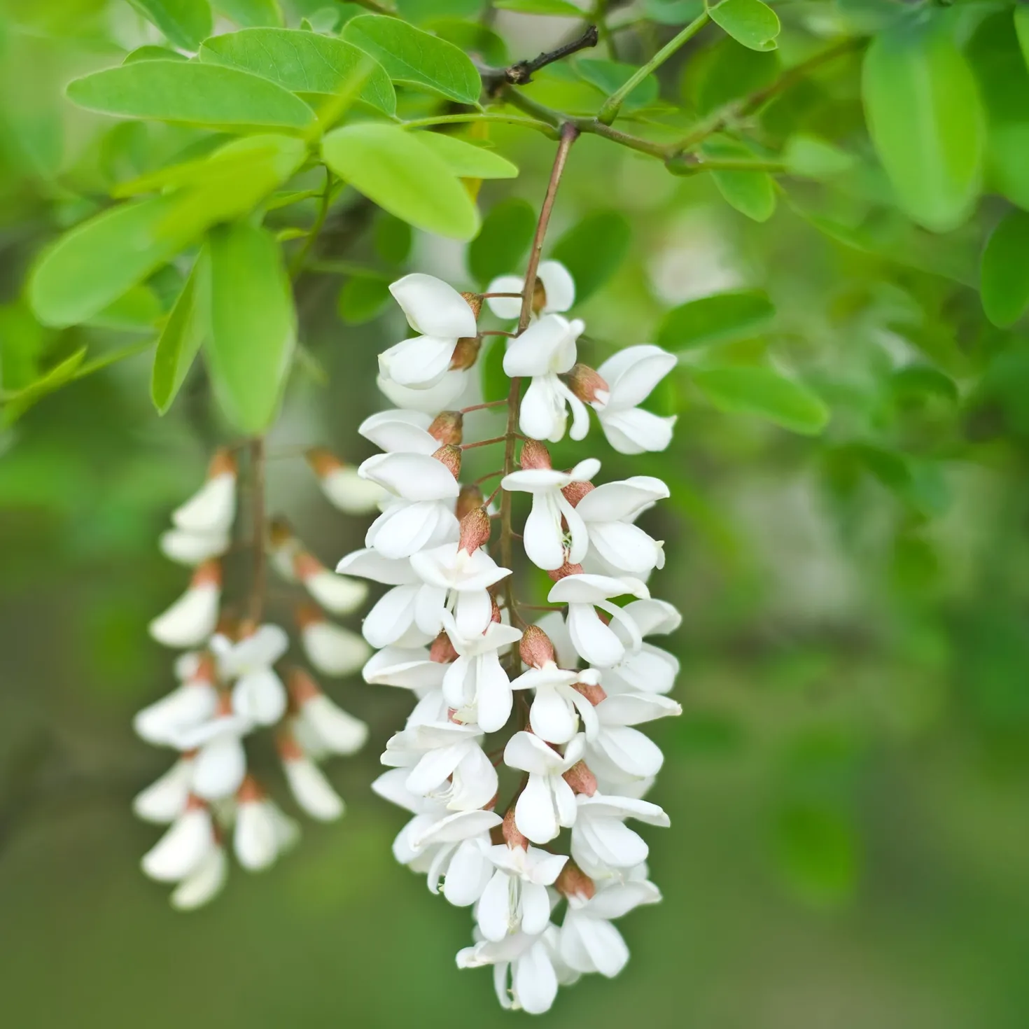 Robinie - Schnell blühender Schattenspender
