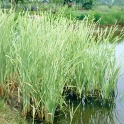 Rohrkolben Variegata - Sofort Struktur am Teich