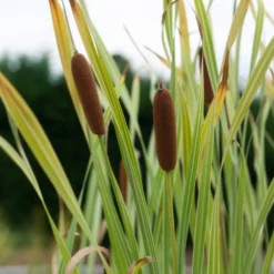 Rohrkolben Variegata - Sofort Struktur am Teich