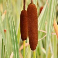 Rohrkolben Variegata - Sofort Struktur am Teich