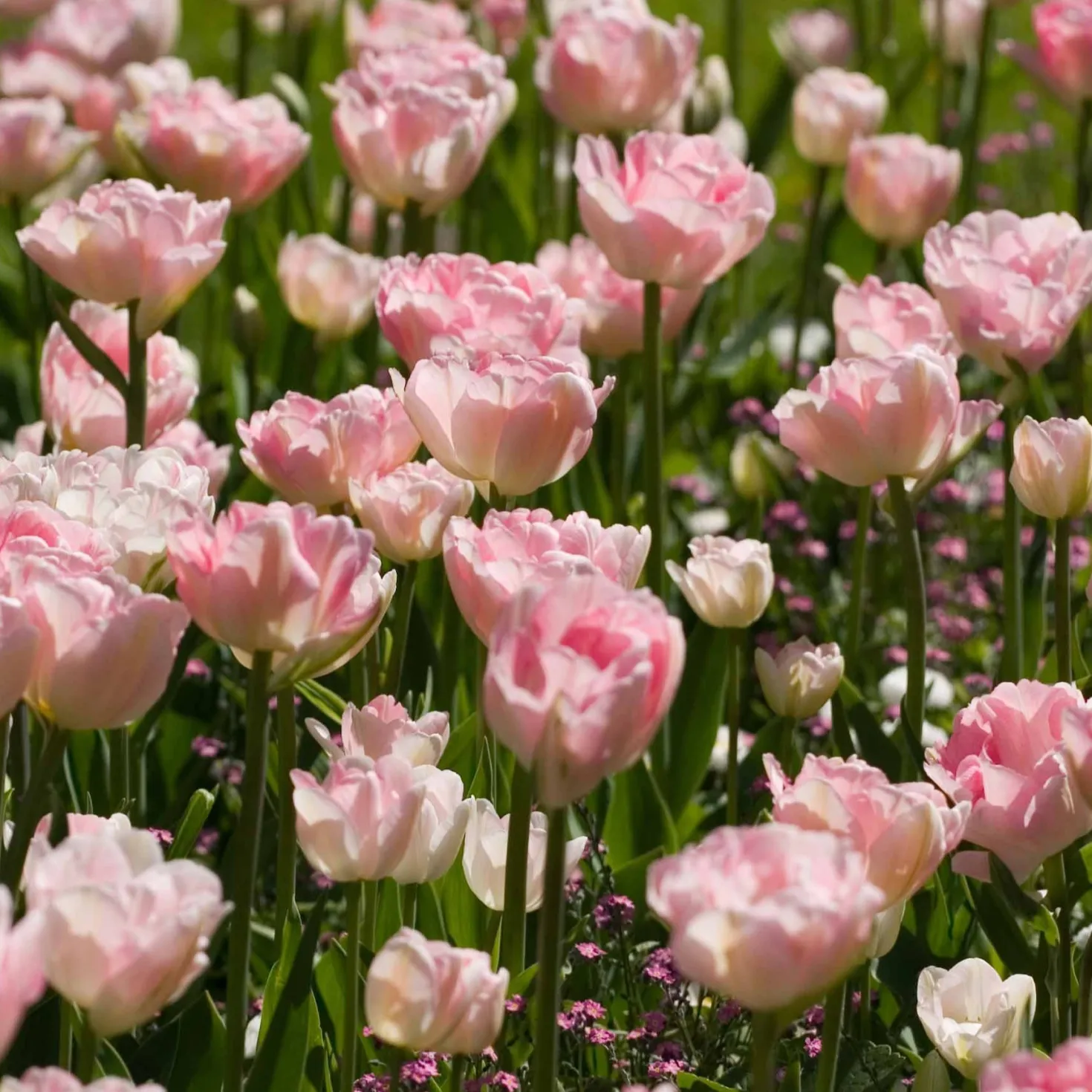 Romantische Tulpen-Kollektion (x20) - Volle Blüten wie gemalt
