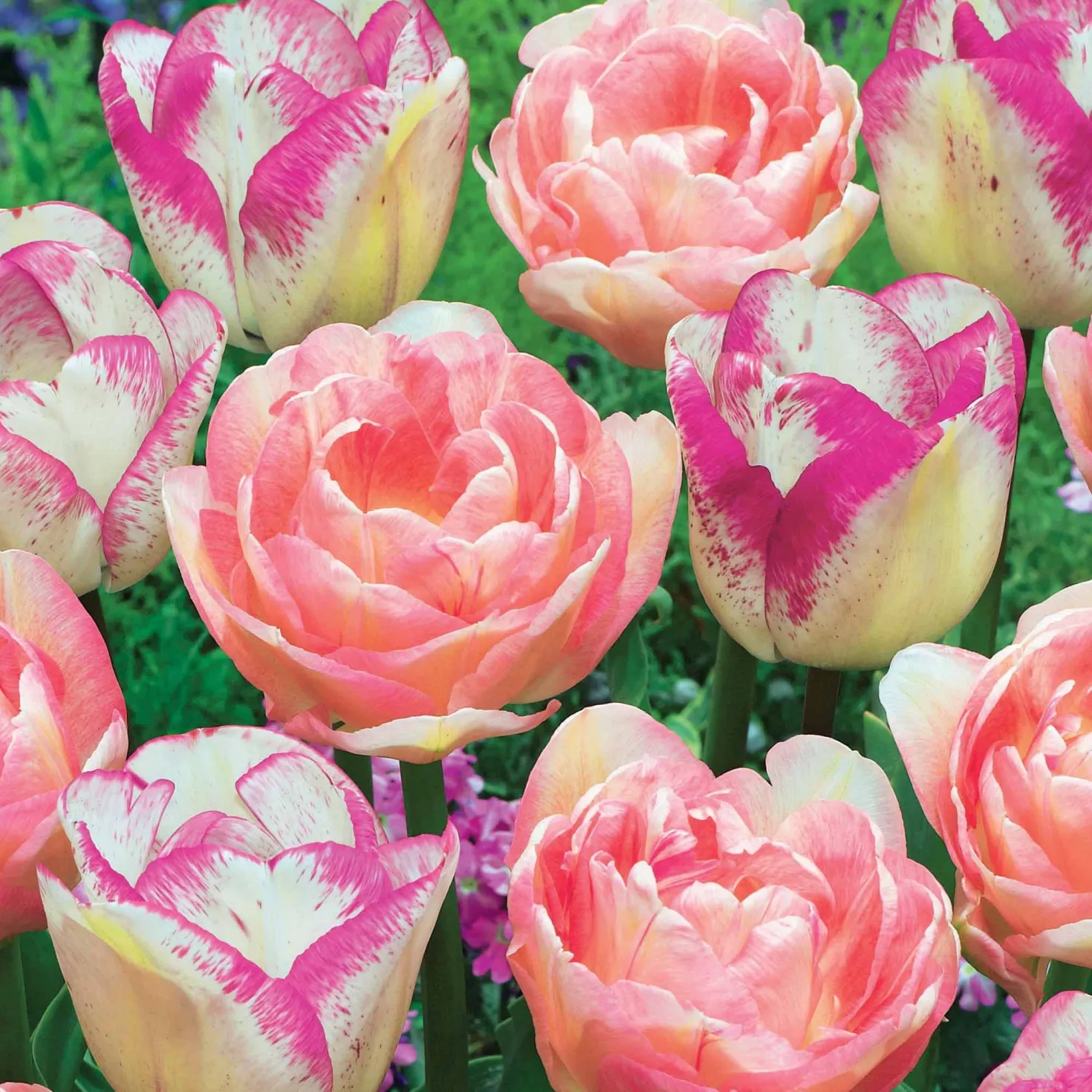 Romantische Tulpen-Kollektion (x20) - Volle Blüten wie gemalt